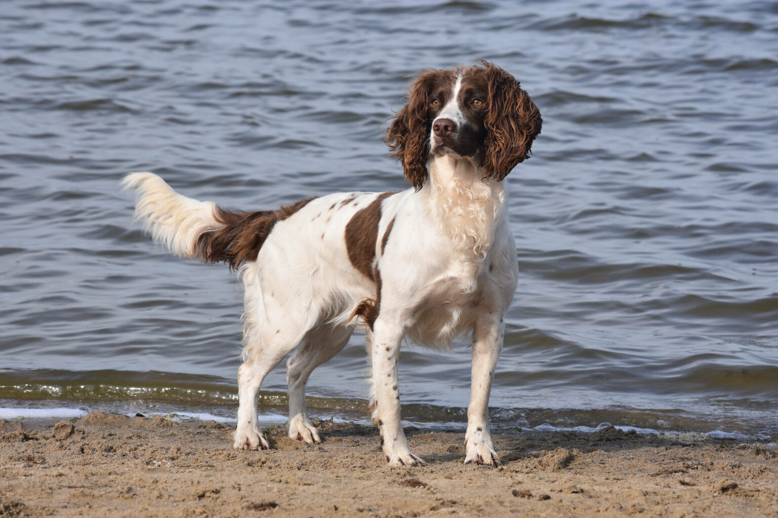 Meine Hunde Austrian Working Spaniels