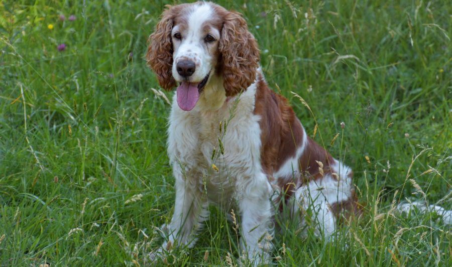 working_spaniel_englisch_springer_Austria_Austein_Arbeitslinie_19